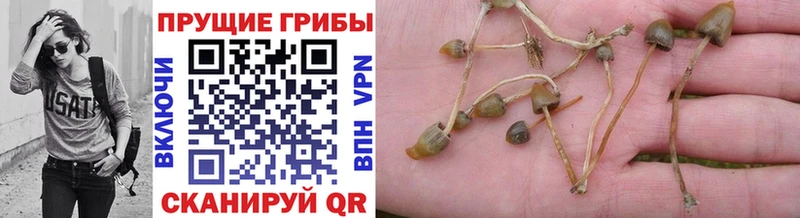 Псилоцибиновые грибы Psilocybe  наркошоп  Ханты-Мансийск 